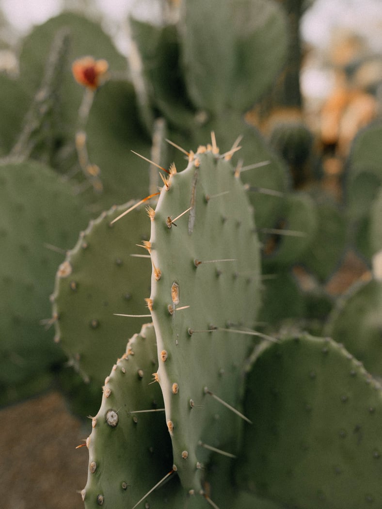 Focus photography of cactus